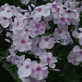 Флокс метельчатый Атлант