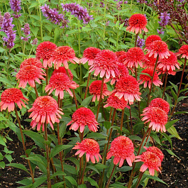 Эхинацея пурпурная Фламинго