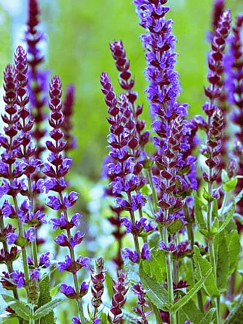 Шалфей лекарственный