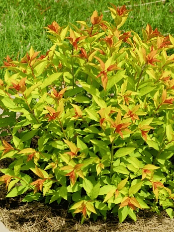 Спирея японская Goldflame