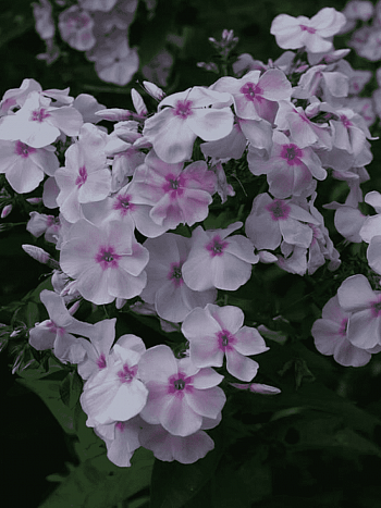 Флокс метельчатый Атлант