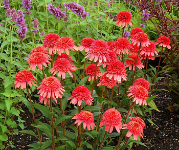 Эхинацея пурпурная Фламинго