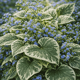 Бруннера крупнолистная Variegata