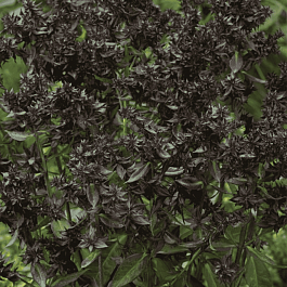 Флокс метельчатый Blind Lion