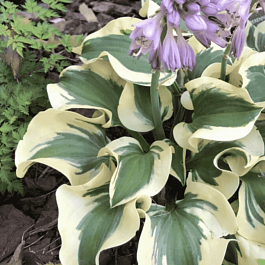 Хоста Mini Skirt