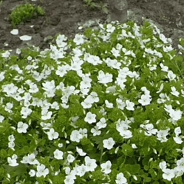 Вероника ползучая Sunshine