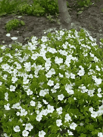 Вероника ползучая Sunshine