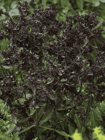 Флокс метельчатый Blind Lion