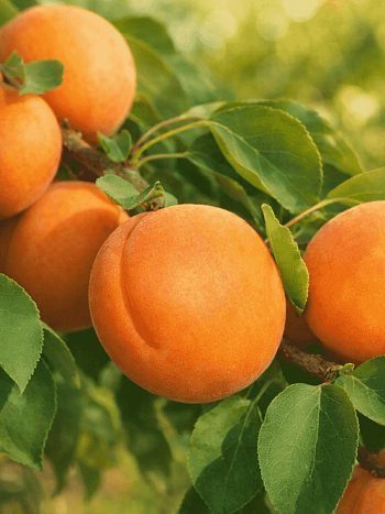 Абрикос Goldrich