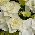 Гортензия крупнолистная Doppio Bianco