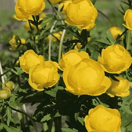 Купальница Lemon Queen
