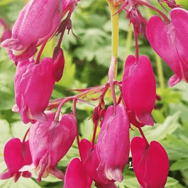 Дицентра изящная Bacchanal