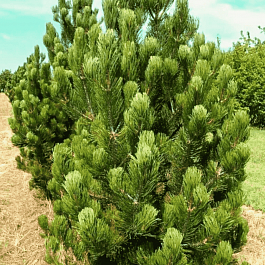 Сосна Гельдрейха