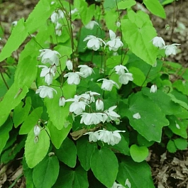 Горянка Alabaster