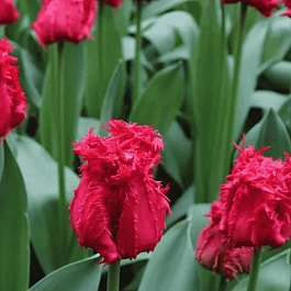 Тюльпан Barbados