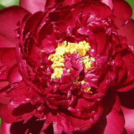 Пион  Francoise Ortegat