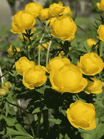 Купальница Lemon Queen