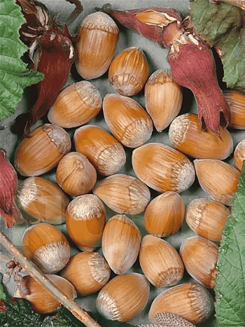 Фундук Cosford