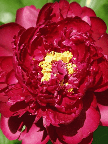 Пион Francoise Ortegat