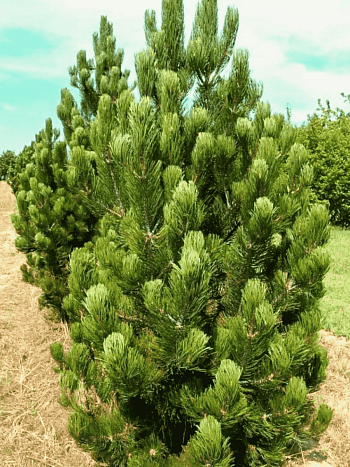 Сосна Гельдрейха