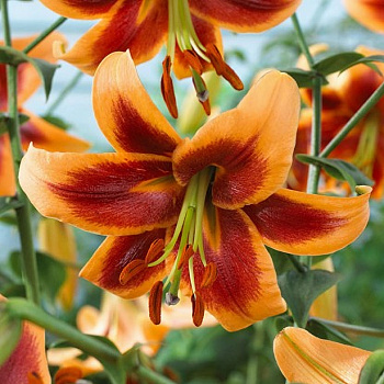 Лилия ОТ-гибрид Дебби