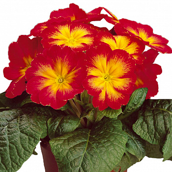 Примула (Первоцвет) бесстебельная Alaska Bicolor Red