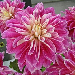 Георгина Декоративная Пепл Экспложн