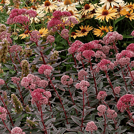 Очиток телефиум Marina