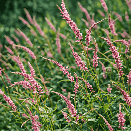 Горец стеблеобъемлющий Pink Elephant