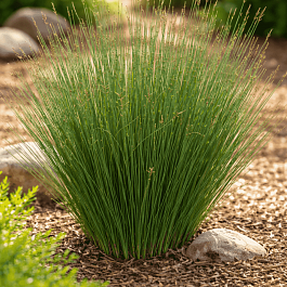 Ситник Blue Dart