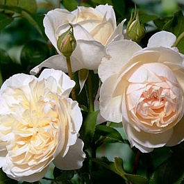 Роза английская парковая Личфилд Энжел