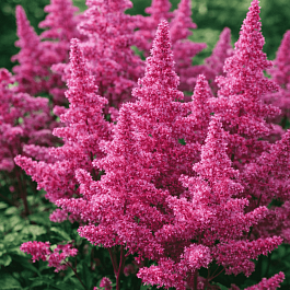 Астильба японская Rhytm and Beat