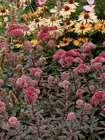 Очиток телефиум Marina