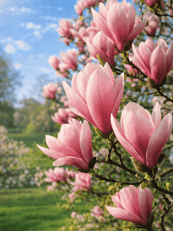 Магнолия гибридная Heaven Scent
