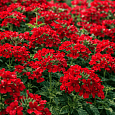 Вербена Lindolena Red