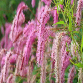 Кровохлебка Lilac Squirrel