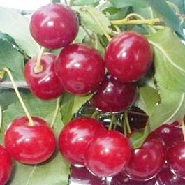 Вишня обыкновенная Причуда