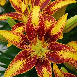 Лилия азиатская горшечная Тайни Сенсейшн Лилия азиатская горшечная Тайни Сенсейшн