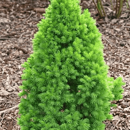 Ель канадская Conica