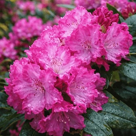 Рододендрон якушиманский Blurettia