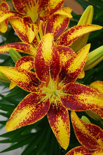 Лилия азиатская горшечная Тайни Сенсейшн