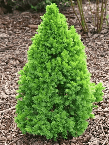 Ель канадская Conica