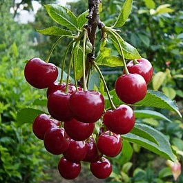 Вишня обыкновенная Подарок Учителям