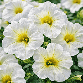 Калибрахоа Calitastic White