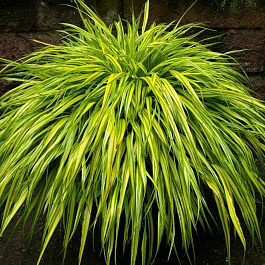 Хаконехлоа большая Ауреола