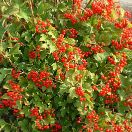 Калина обыкновенная Компактум Калина обыкновенная Компактум