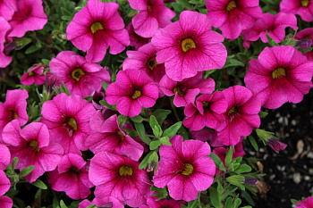 Калибрахоа  Каблум Дип Пинк