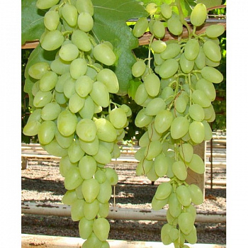 Виноград плодовый Руслан (Ивлен)