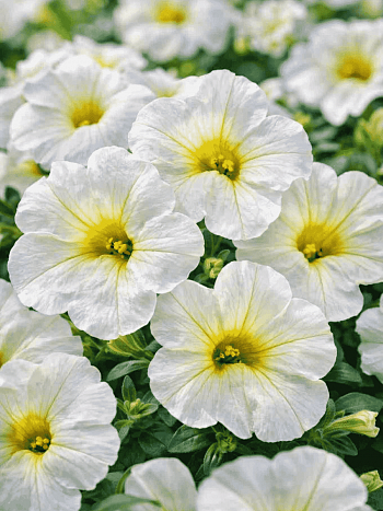 Калибрахоа Calitastic White