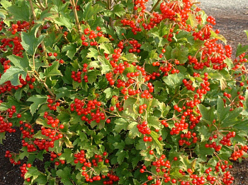 Калина обыкновенная Компактум